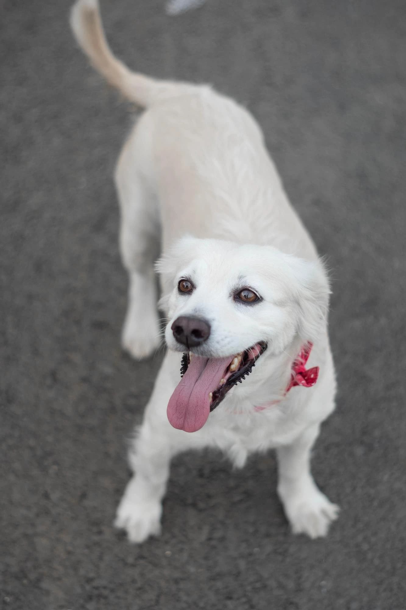 A happy dog being groomed or cared for by Diani Pet Care staff